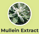 Mullein Extract