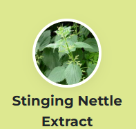 Stinging Nettle Extract