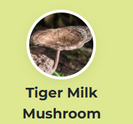 Tiger Milk Mushroom